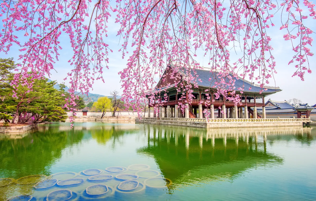 Photo wallpaper flowers, branches, cherry, lake, Sakura, flowering, landscape, South Korea