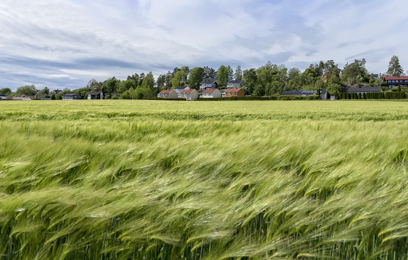 Photo wallpaper rye, village, house, ears, cereals, rye field