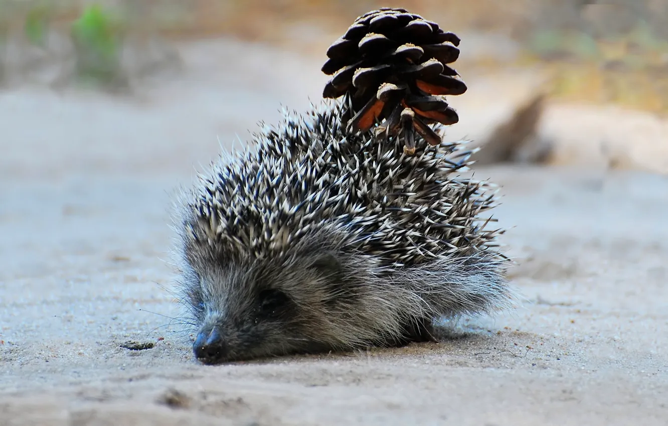 Photo wallpaper sand, needles, background, muzzle, bumps, hedgehog