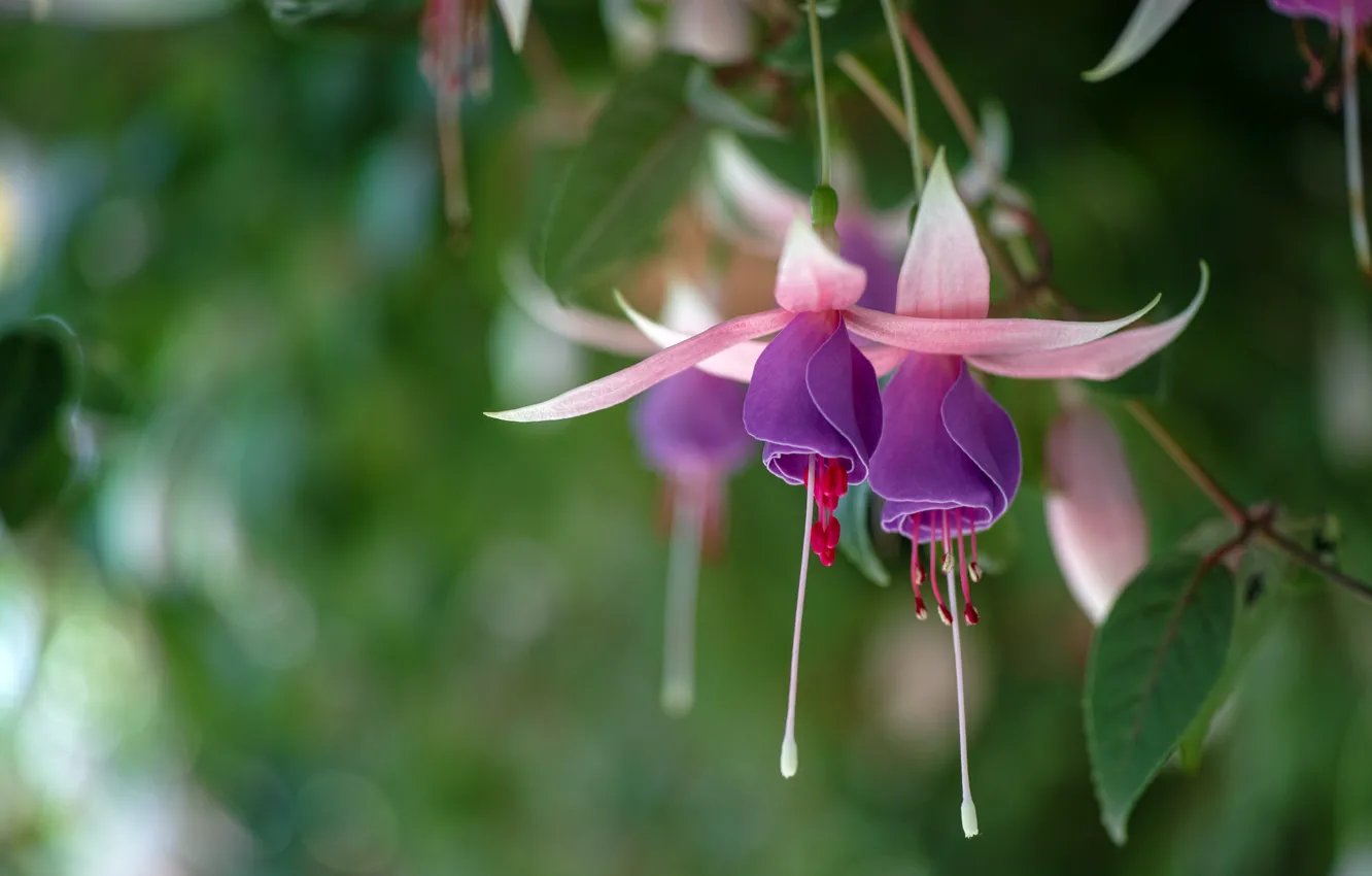 Photo wallpaper background, fuchsia, lilac-pink