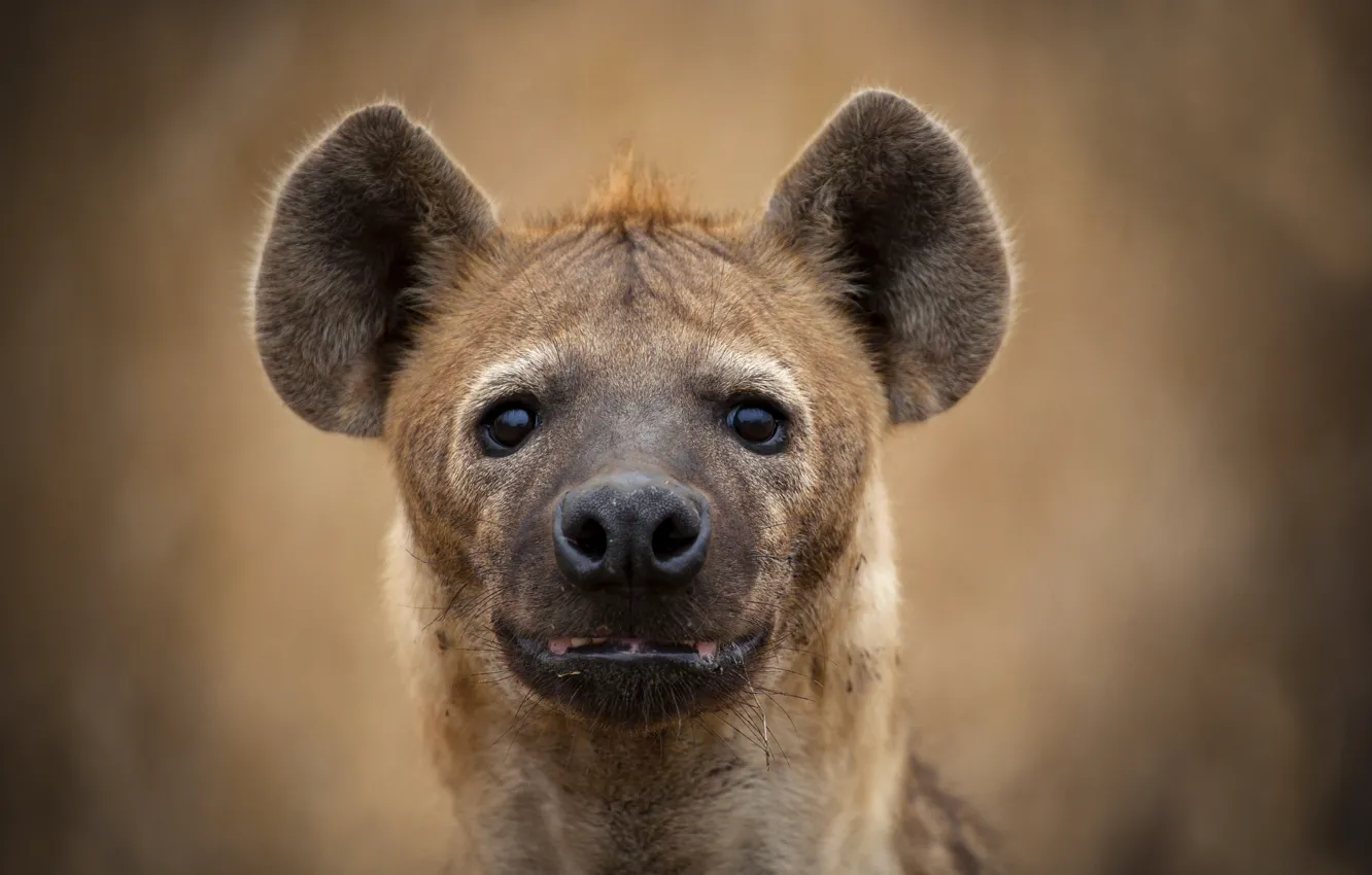 Photo wallpaper look, face, hyena
