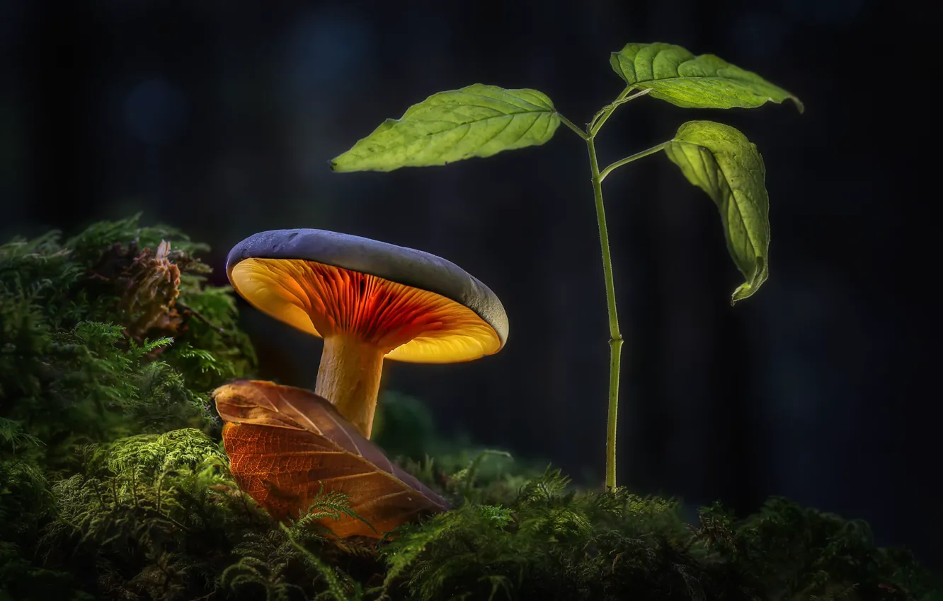 Photo wallpaper leaves, light, branches, nature, the dark background, mushrooms, moss, Autumn leaf