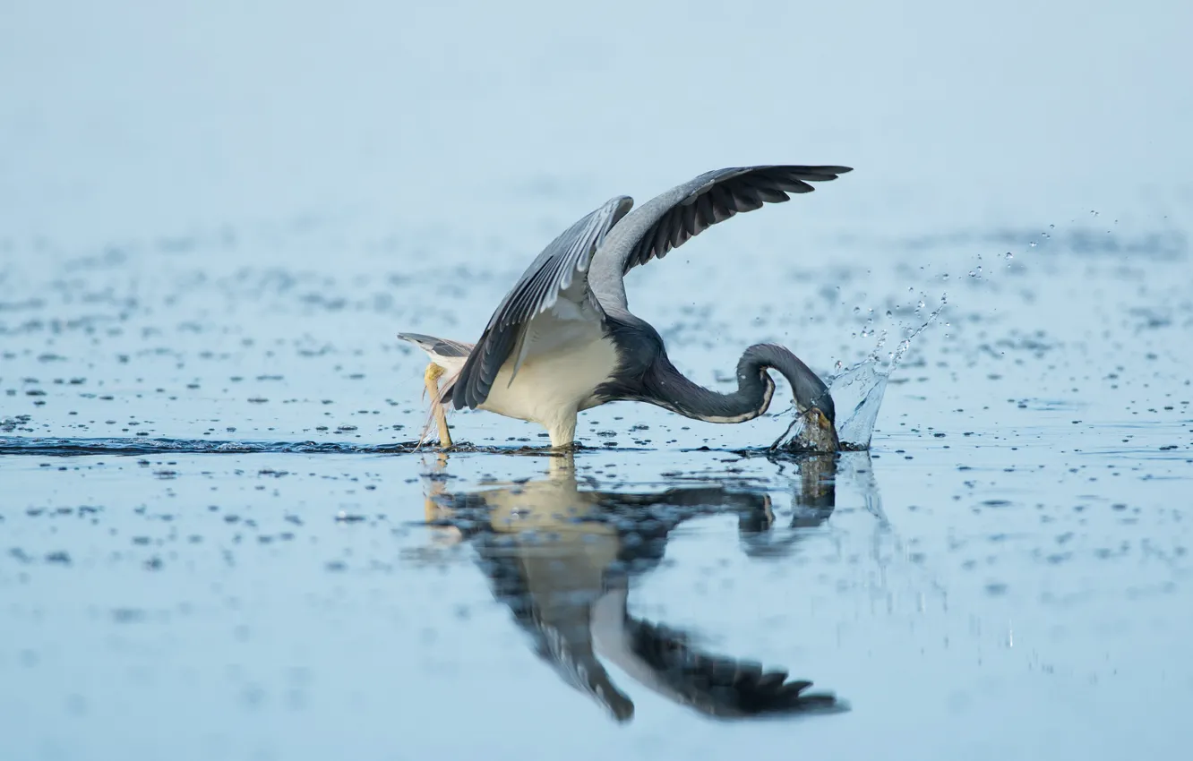 Photo wallpaper bird, water, lake, reflection, wildlife, strike, fishing, Heron