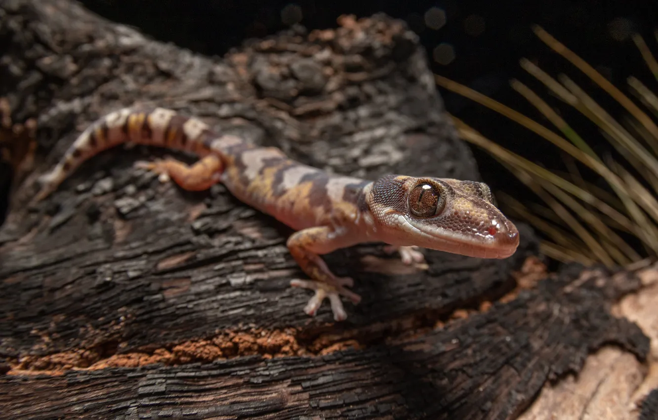 Photo wallpaper look, the dark background, lizard, log, Gecko