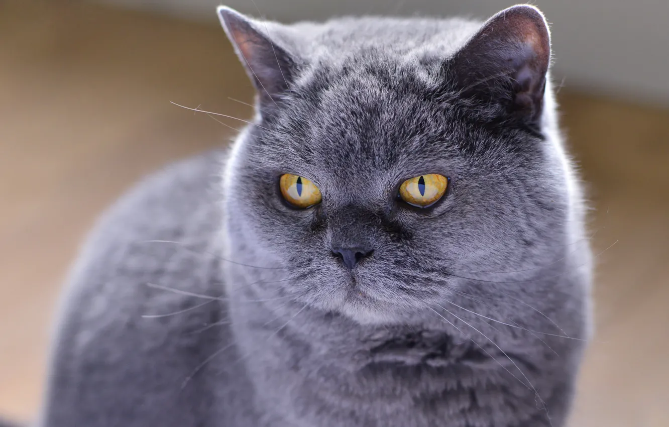 Photo wallpaper cat, eyes, cat, look, grey, background, portrait, mordaha