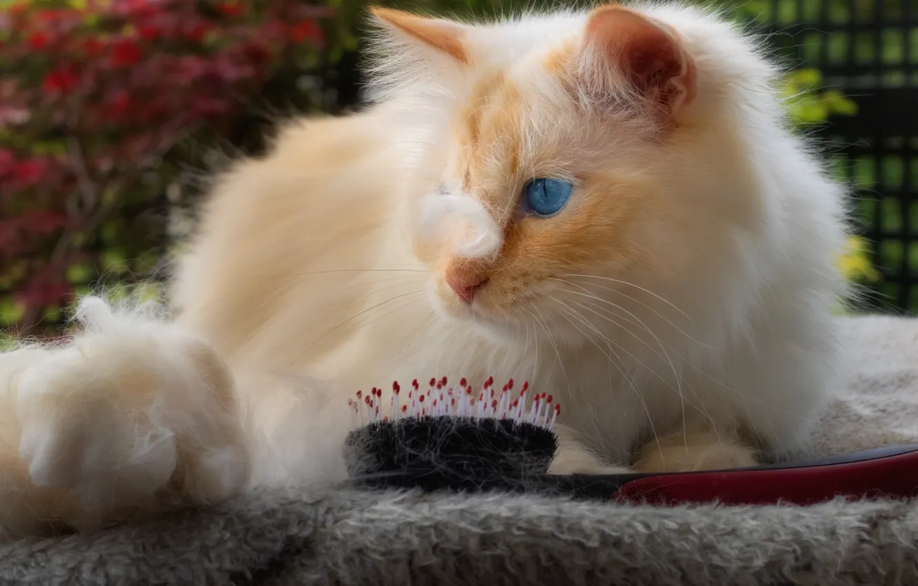 Photo wallpaper cat, cat, look, face, portrait, wool, comb