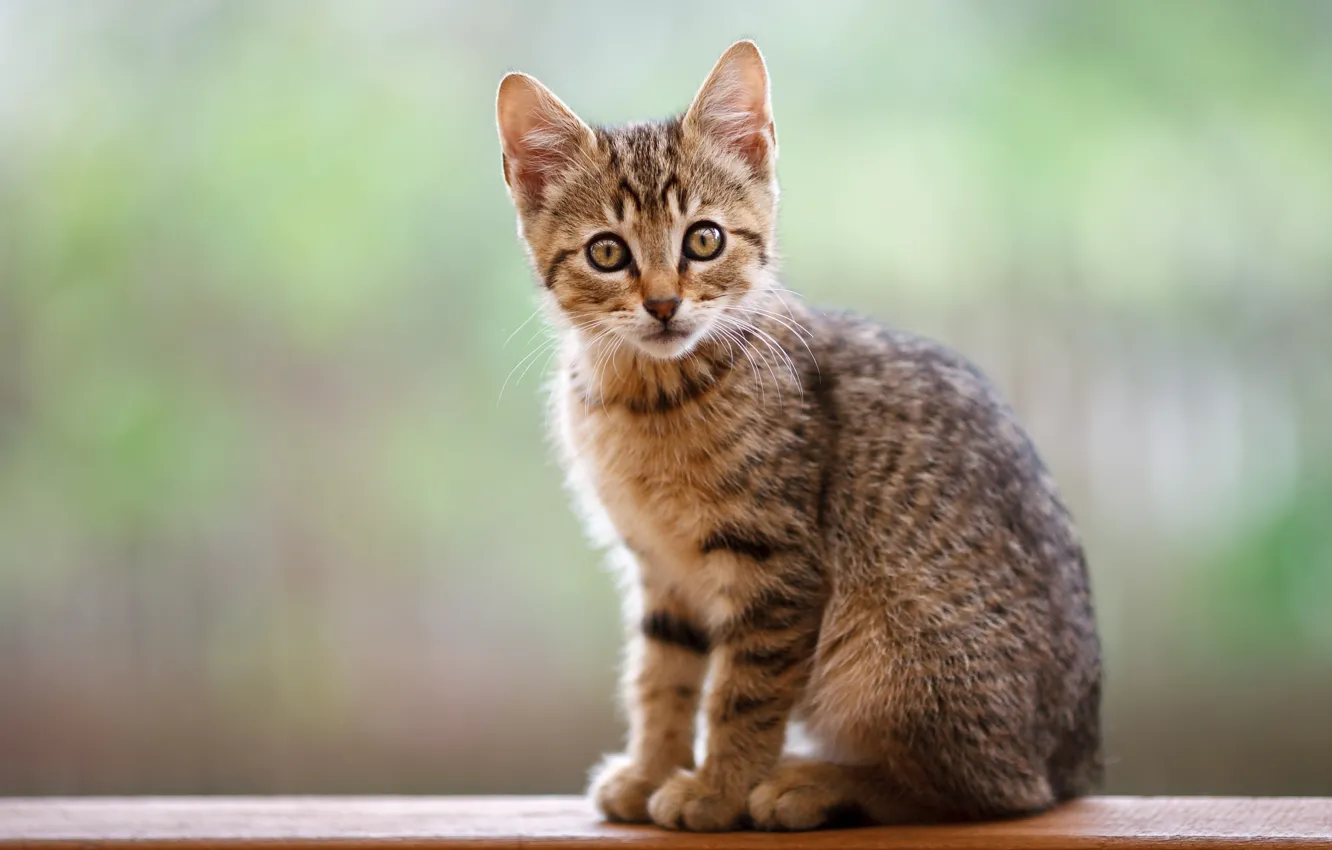 Photo wallpaper cat, look, pose, background, kitty, sitting