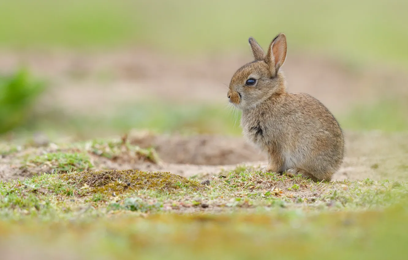 Photo wallpaper rabbit, baby, cub, rabbit