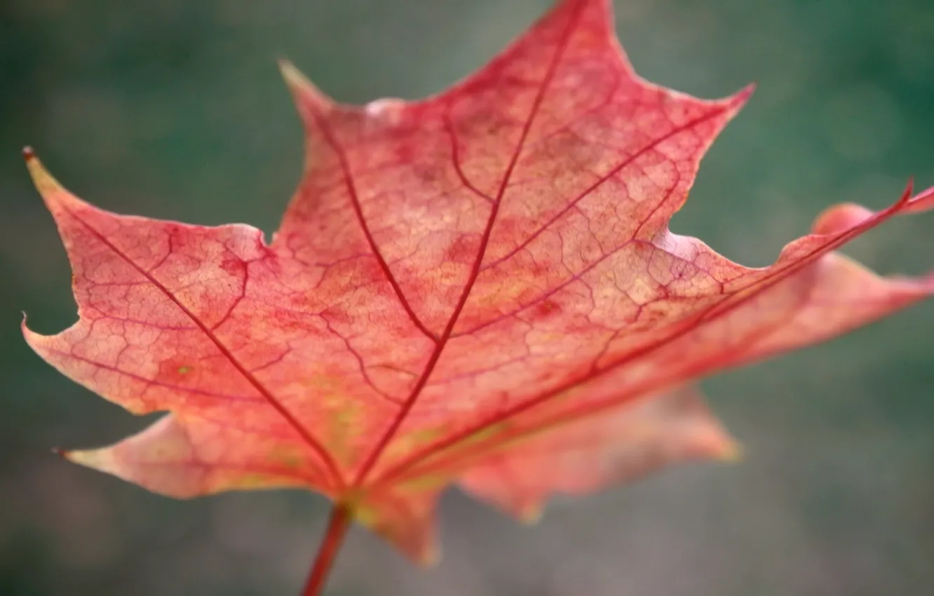Photo wallpaper autumn, leaves, red