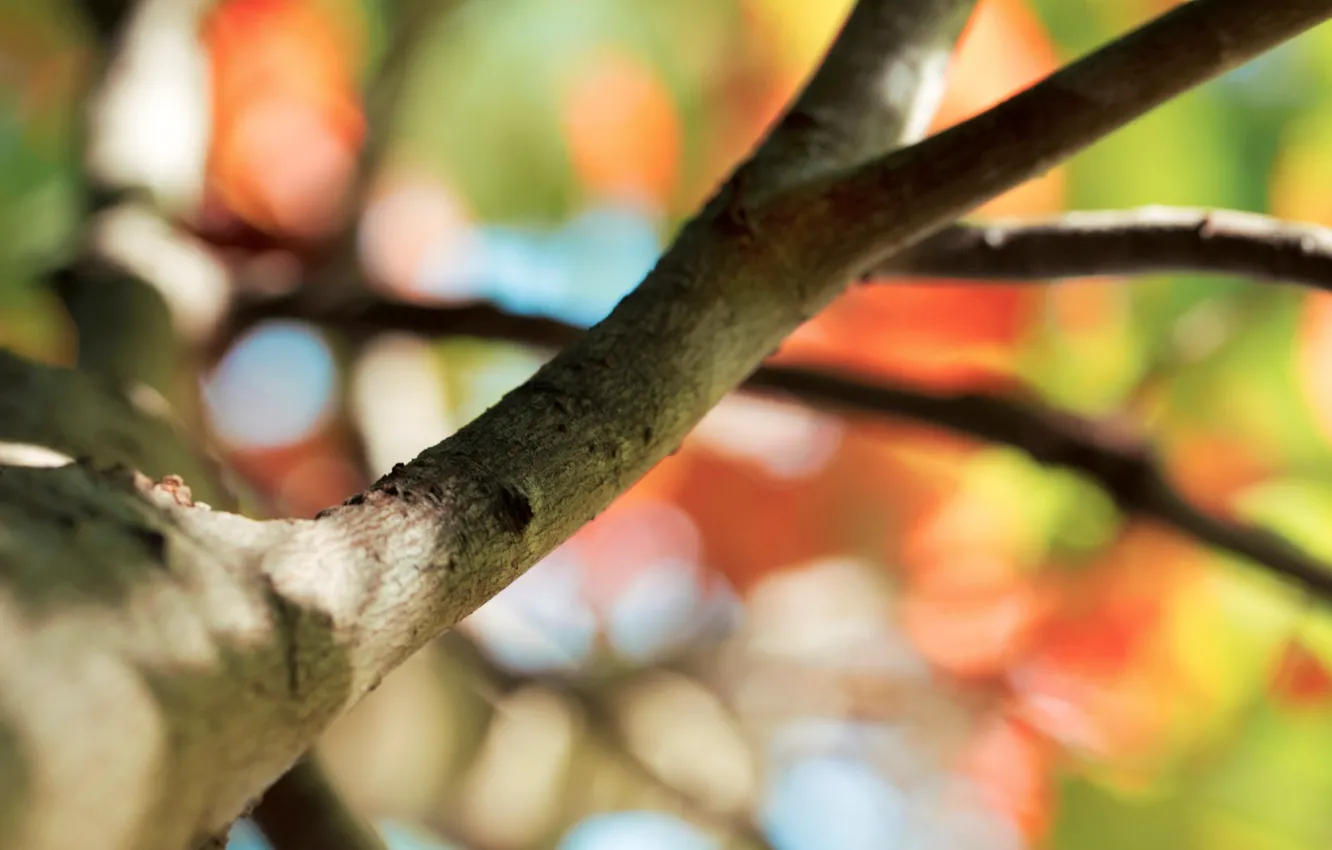 Photo wallpaper macro, trees, branches, background, widescreen, Wallpaper, blur, wallpaper