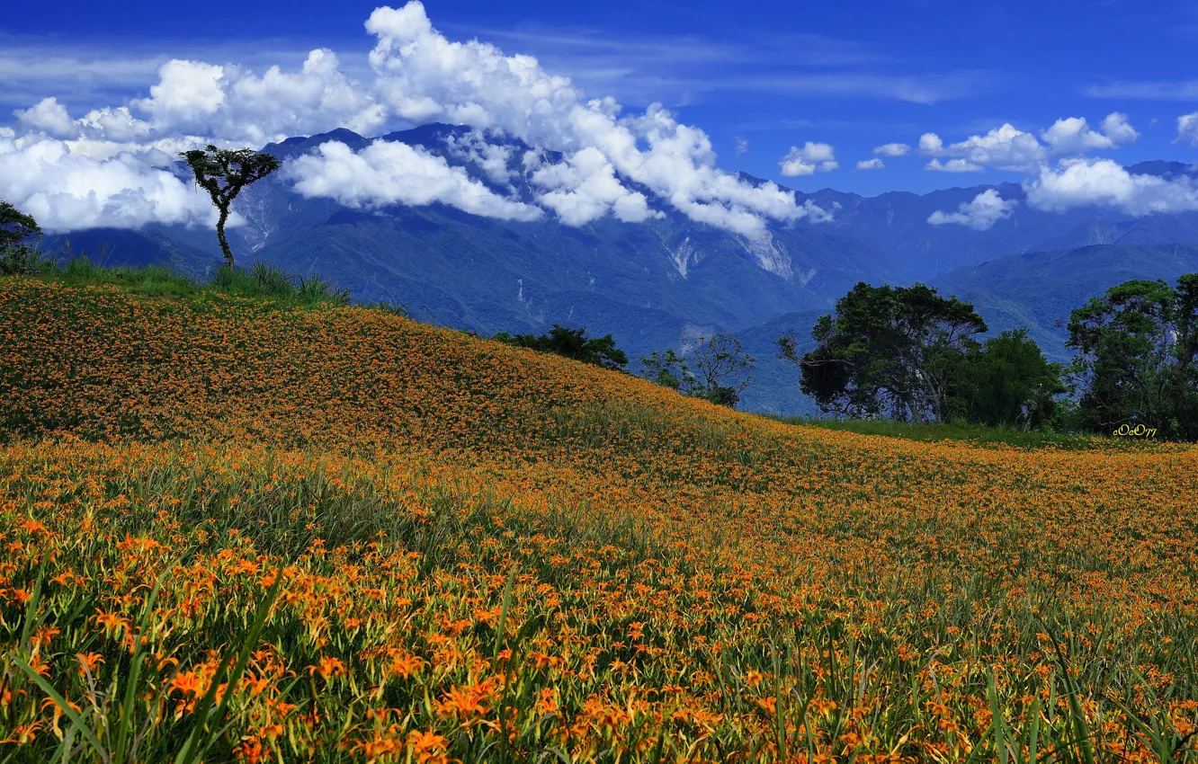 Photo wallpaper the sky, clouds, trees, flowers, mountains, meadow