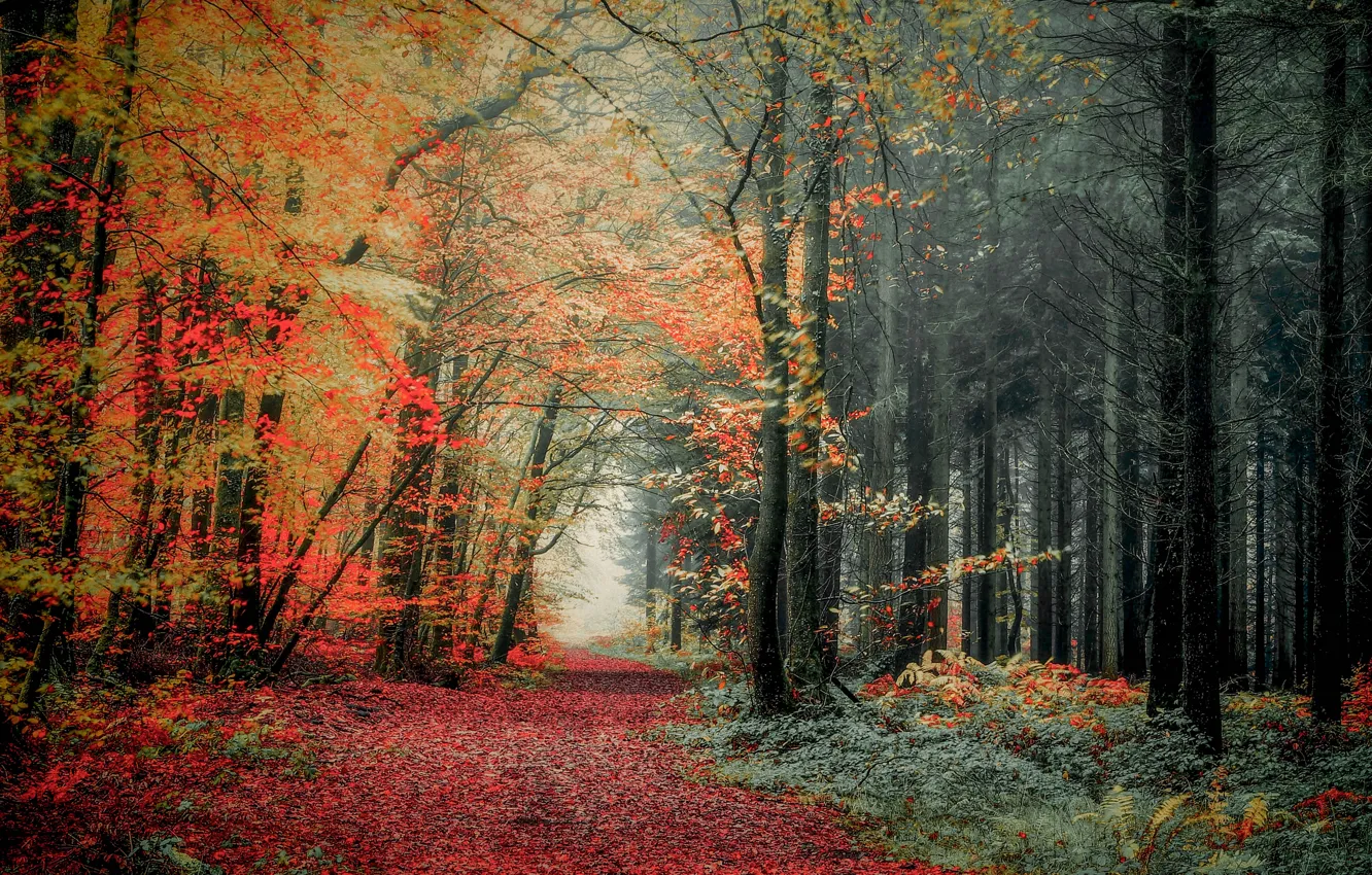 Wallpaper autumn, forest, photo, trail for mobile and desktop, section ...