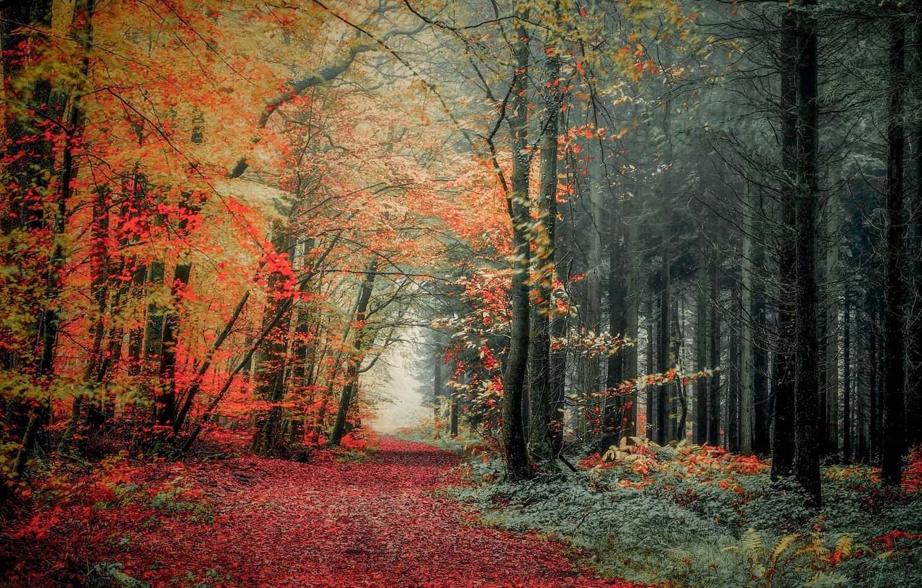 Photo wallpaper autumn, forest, photo, trail