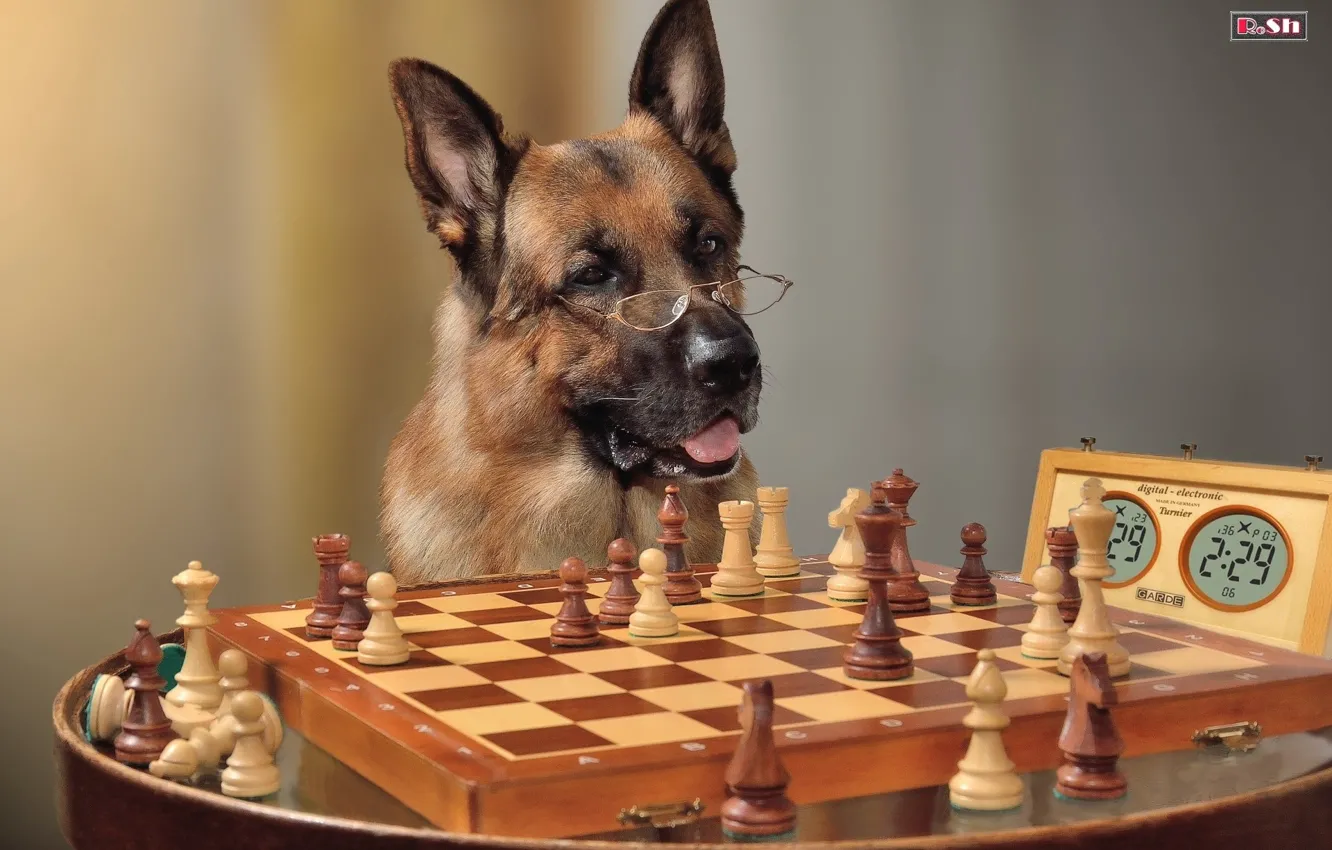 Photo wallpaper chess, glasses, shepherd