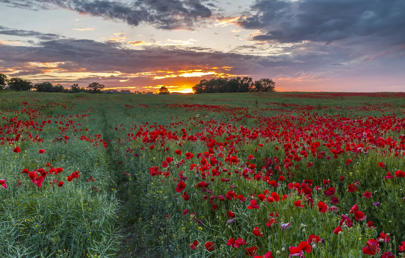 Photo wallpaper field, summer, the sky, flowers, nature, view, Maki, dal