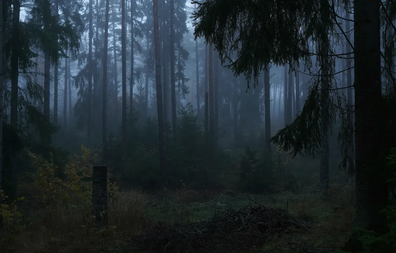 Photo wallpaper forest, trees, nature, fog