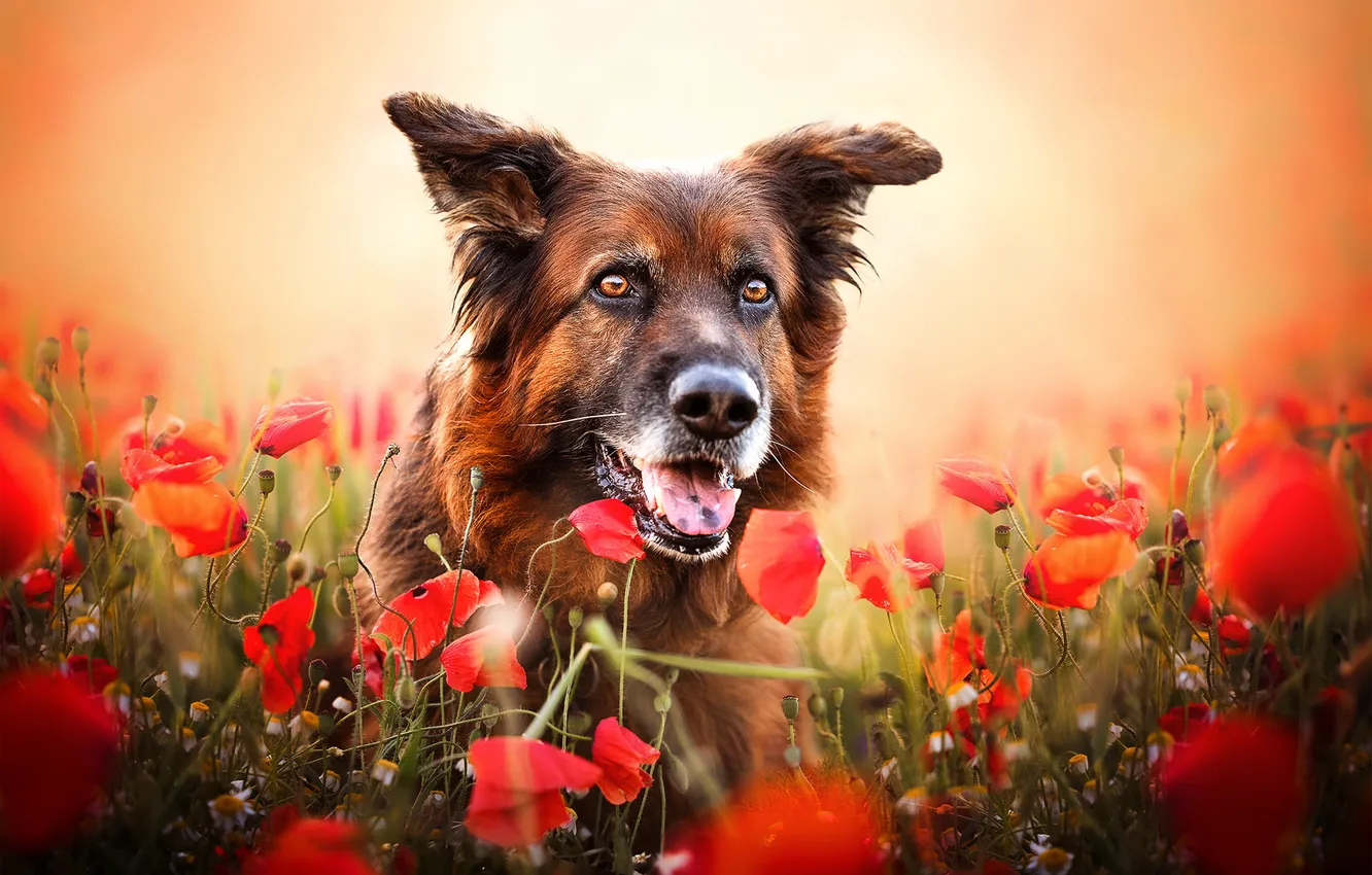 Photo wallpaper nature, each, dog