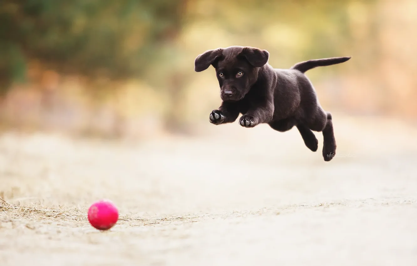Photo wallpaper the game, the ball, dog, puppy