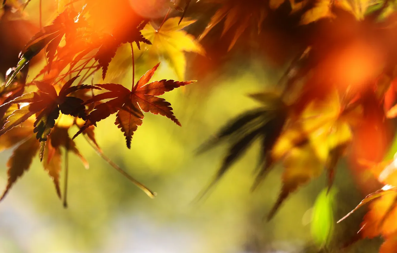 Photo wallpaper leaves, branches, the colors of autumn