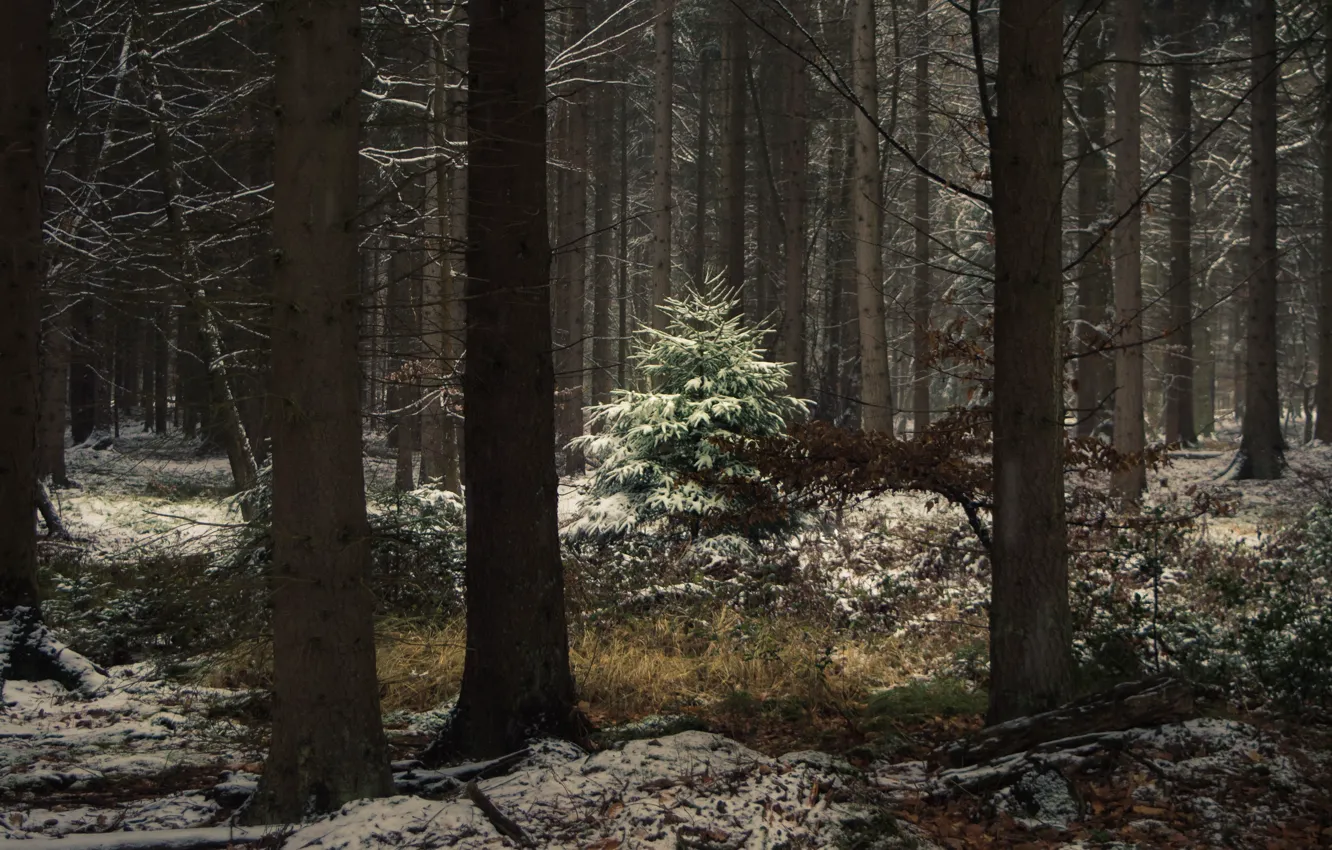 Photo wallpaper winter, forest, snow, trees, morning