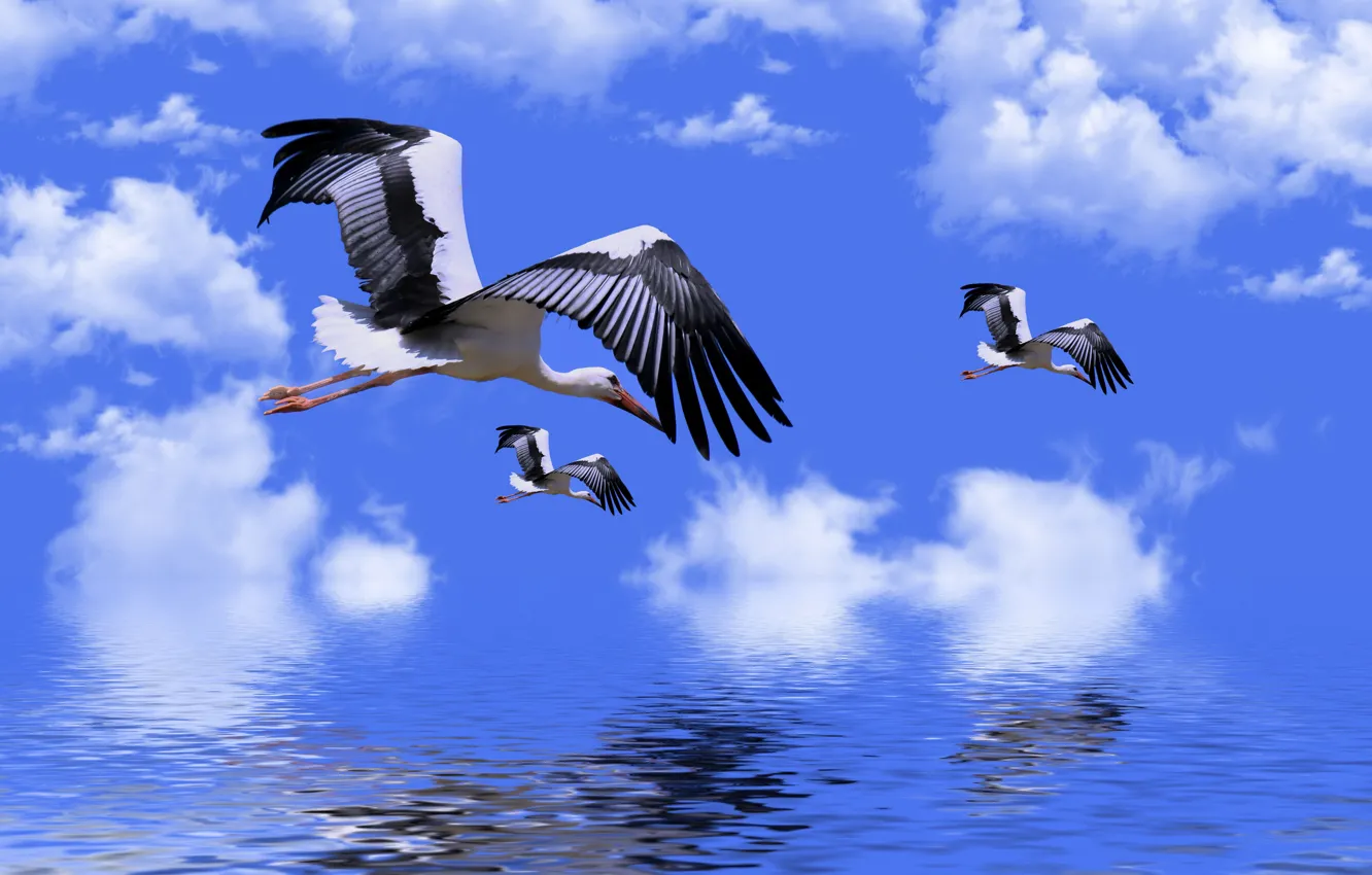 Photo wallpaper the sky, water, clouds, stork, retouching