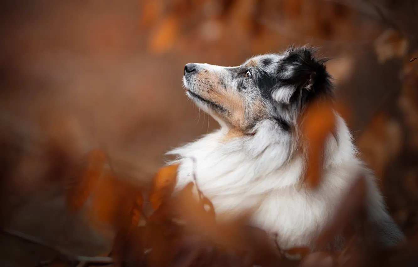 Photo wallpaper face, portrait, dog, profile, bokeh, Australian shepherd, Aussie