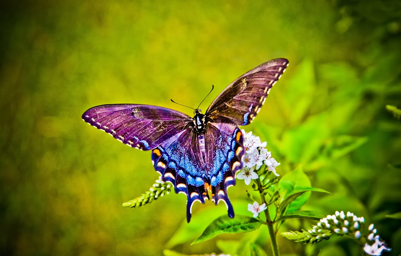 Photo wallpaper flowers, macro, butterfly, wings, beautiful, closeup