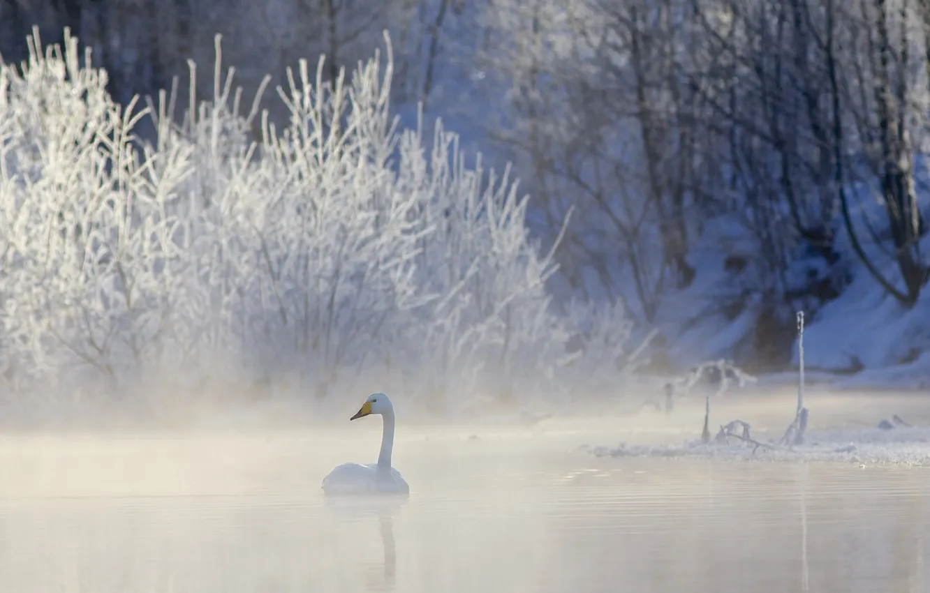 Photo wallpaper winter, nature, lake, Swan