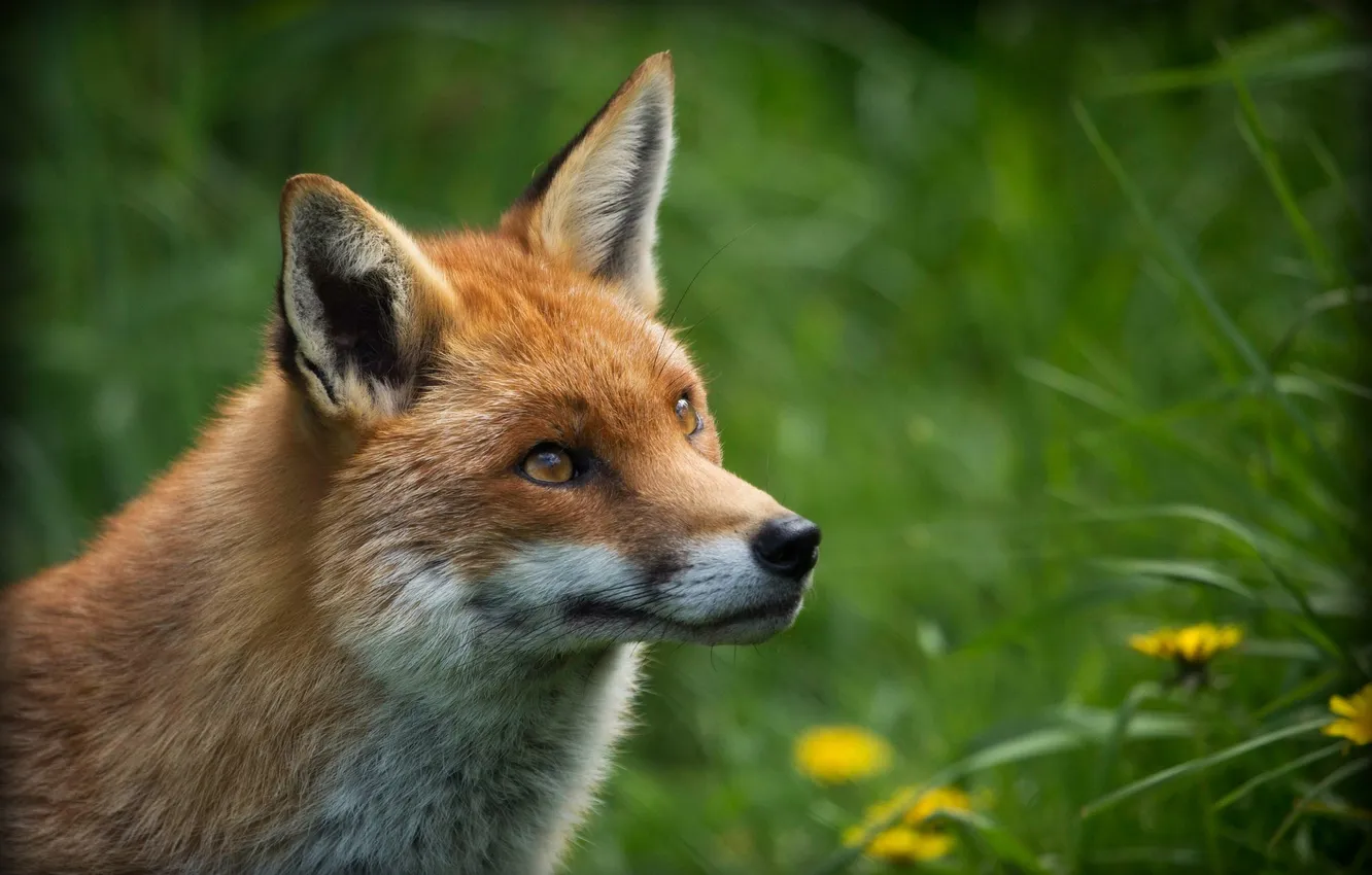 Photo wallpaper eyes, Fox, red