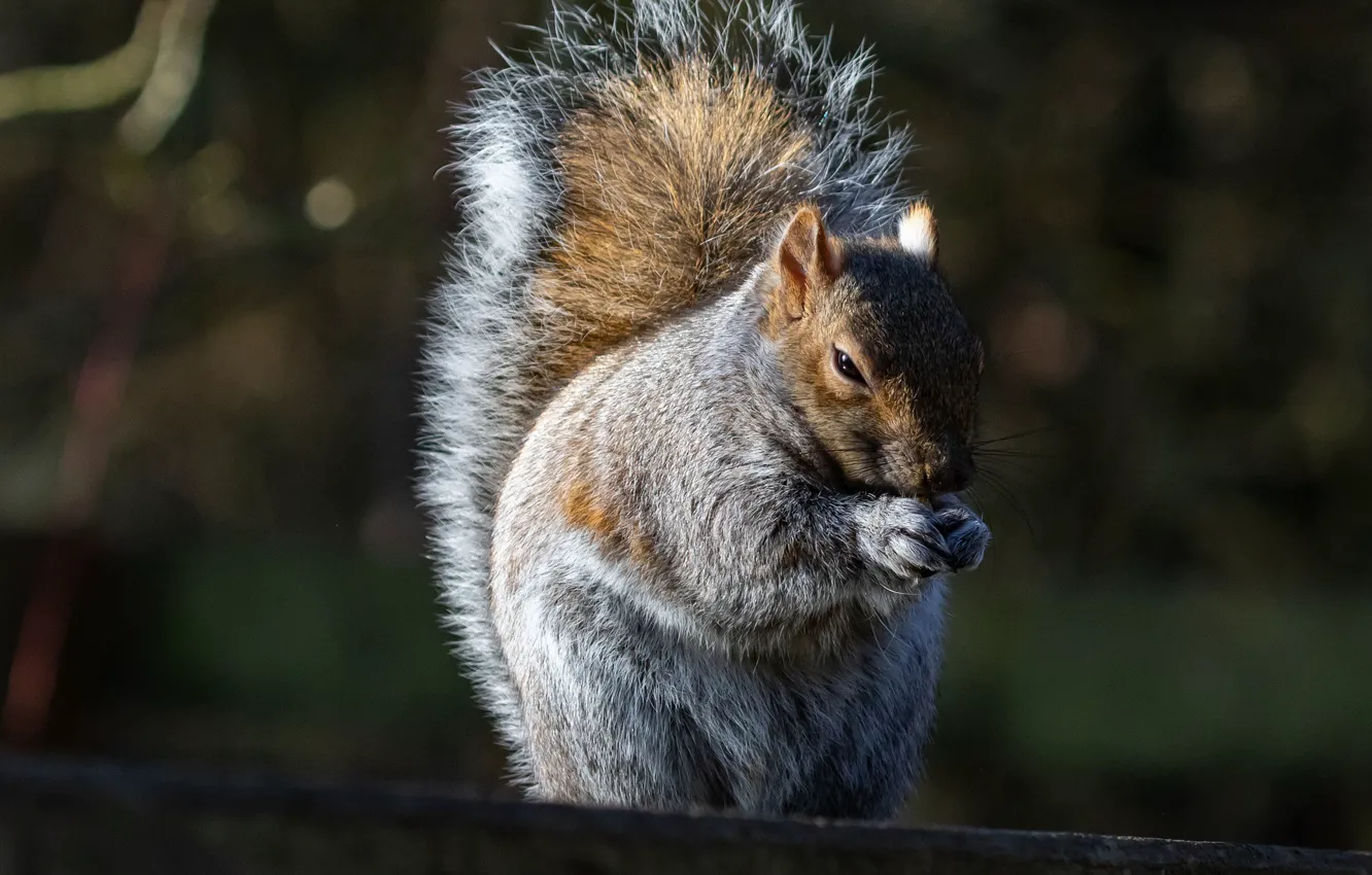 Photo wallpaper pose, protein, tail, bokeh
