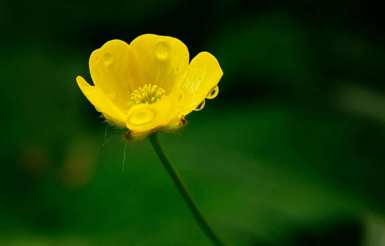 Photo wallpaper drops, macro, macro, bokeh, bokeh, drops, Yellow flower, Yellow flower