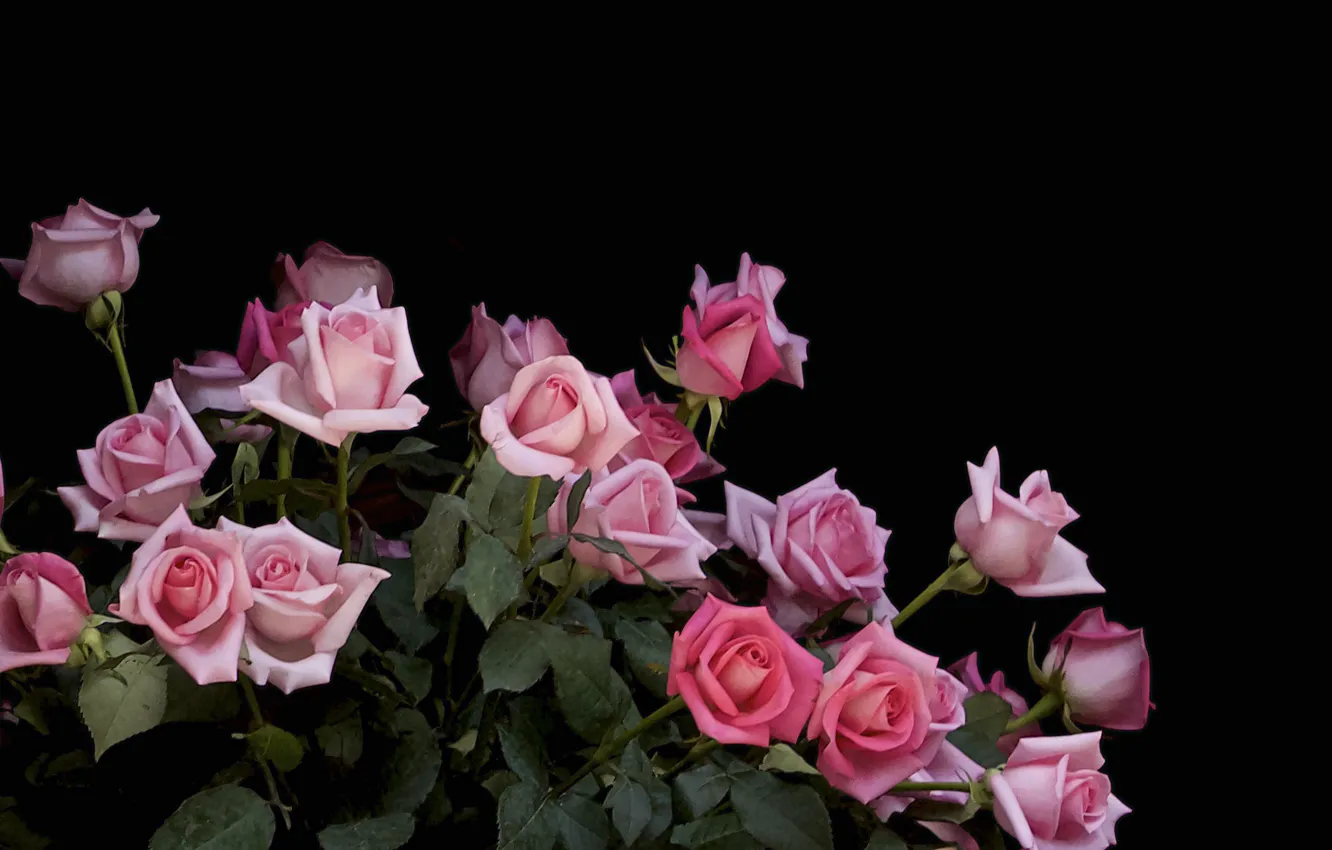 Photo wallpaper roses, bouquet, buds, flower, pink