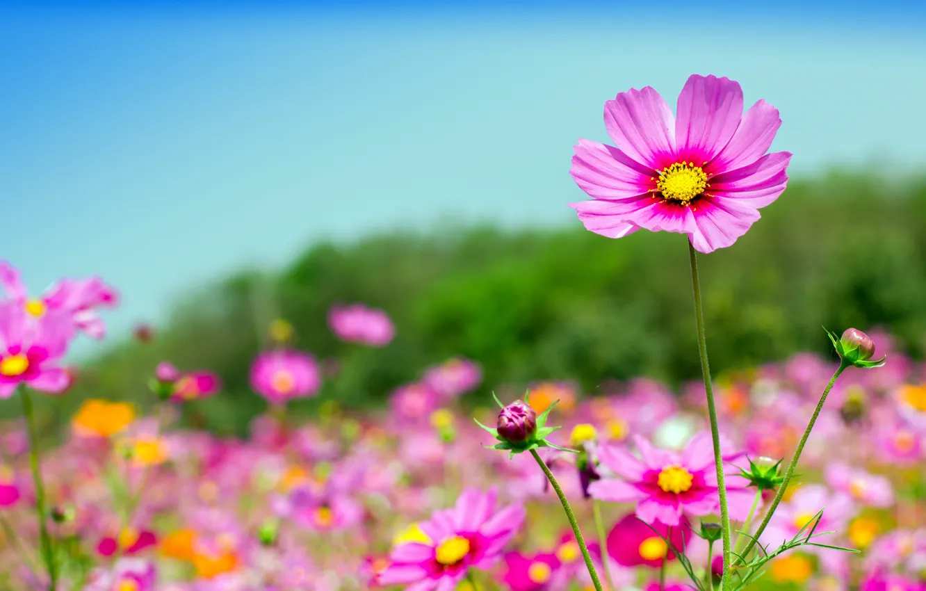 Photo wallpaper field, summer, the sky, the sun, flowers, summer, pink, field