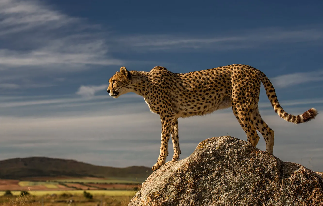 Photo wallpaper look, clouds, light, pose, stones, hills, Cheetah, profile
