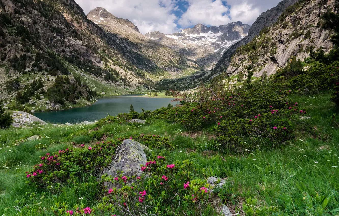 Photo wallpaper forest, flowers, mountains, nature, lake