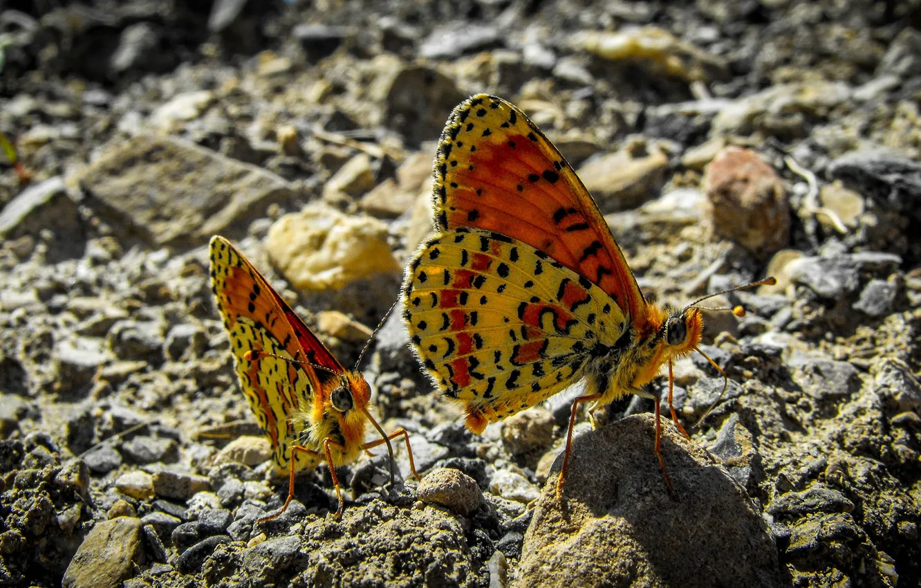 Photo wallpaper stones, butterfly, wings, insect, moth