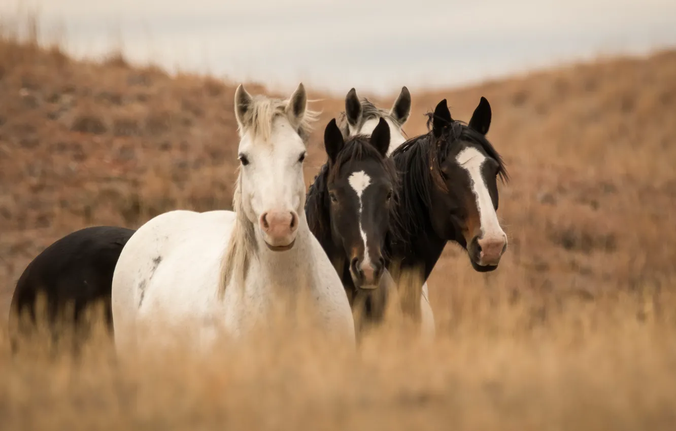 Photo wallpaper face, horse, horse