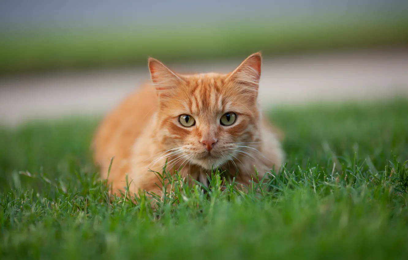 Photo wallpaper cat, grass, cat, look, muzzle, red, cat