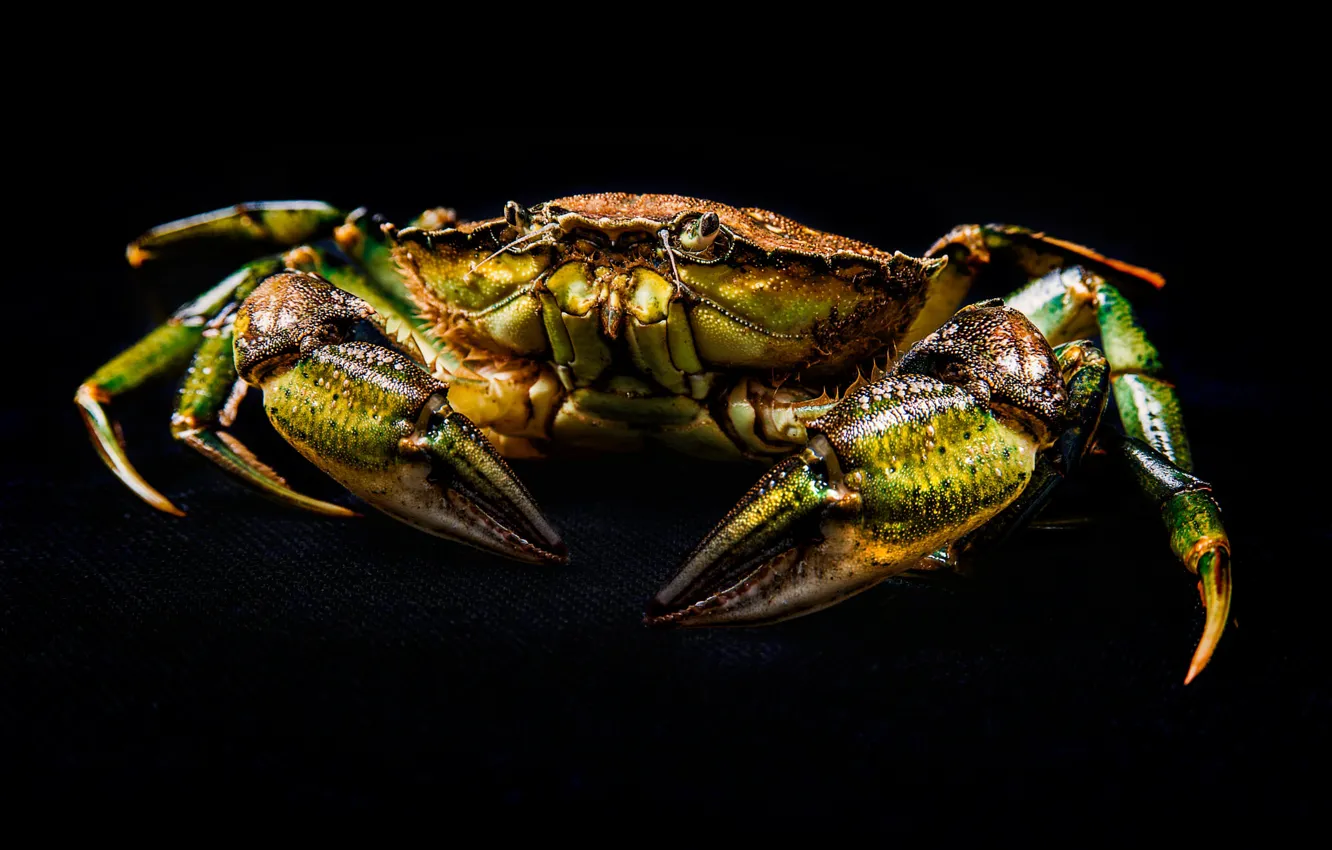 Photo wallpaper yellow, green, crab, black background, crab, claws