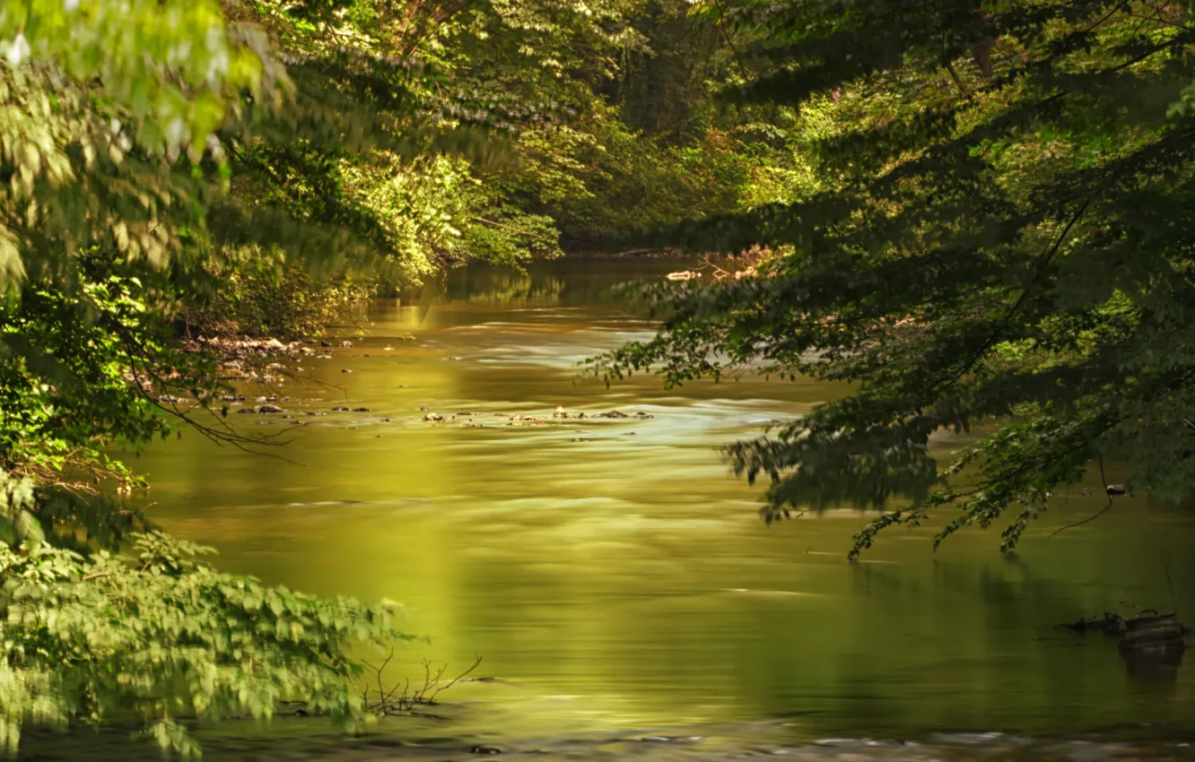 Photo wallpaper forest, leaves, trees, branches, river