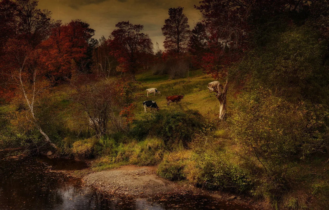 Photo wallpaper autumn, forest, cows
