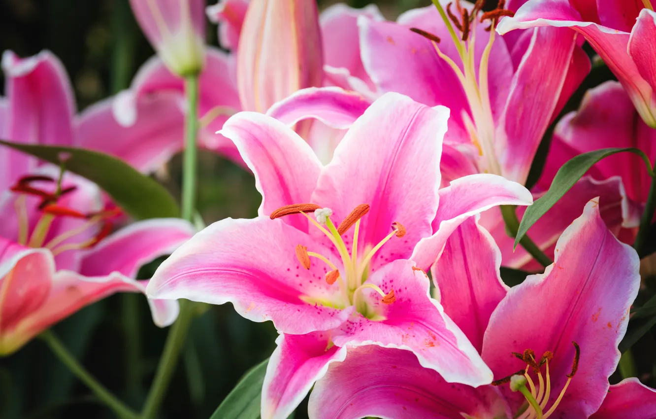 Photo wallpaper flowers, nature, Lily, pink, flowering