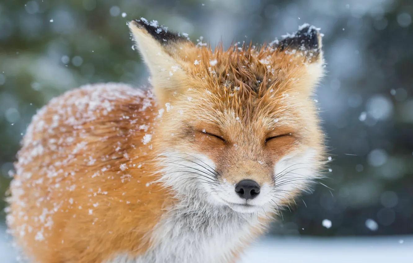 Photo wallpaper winter, snow, Fox, Fox