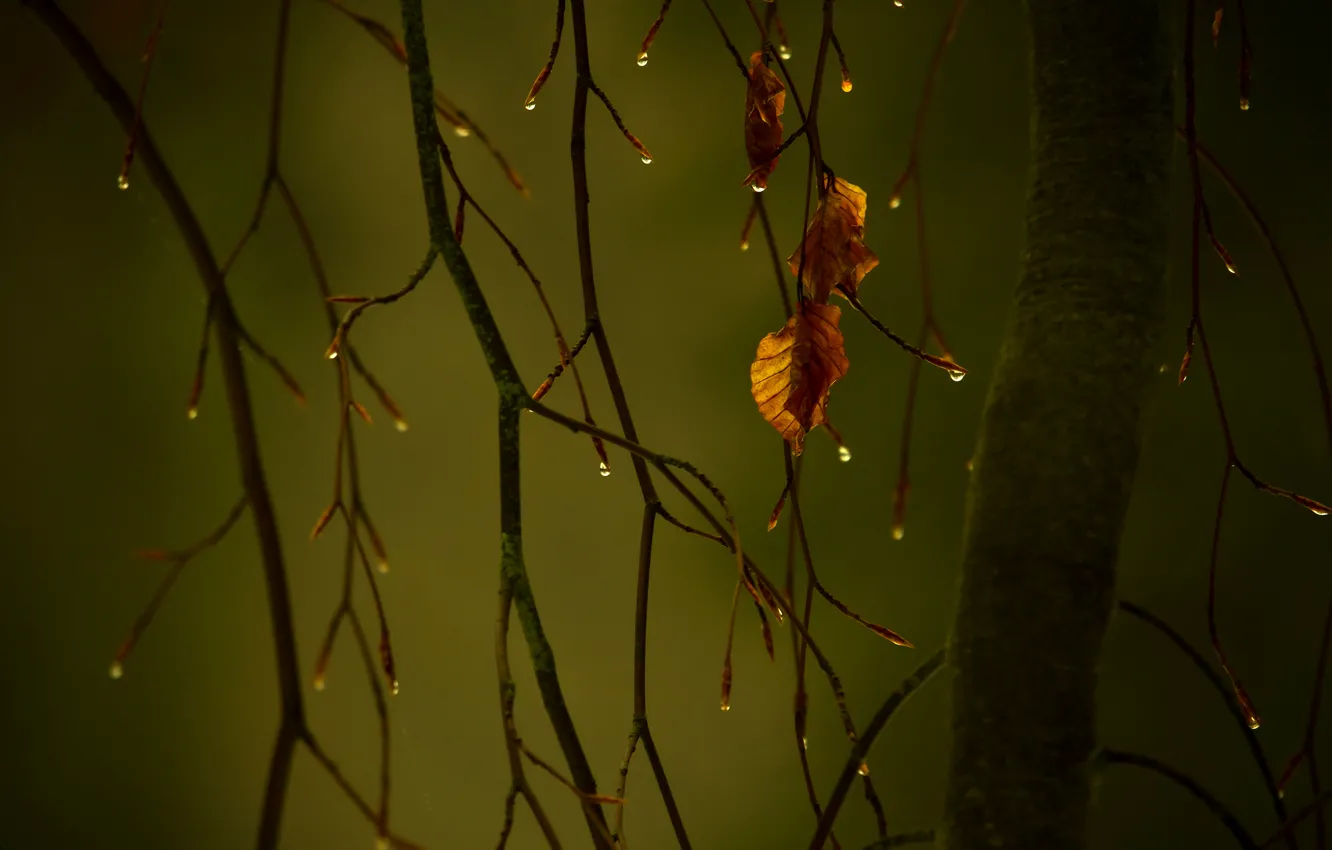 Photo wallpaper autumn, drops, macro, branches, foliage