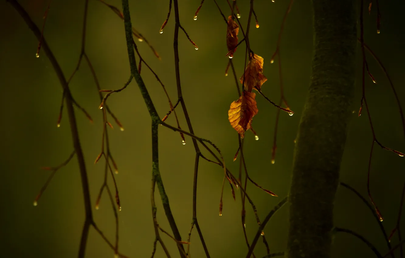 Photo wallpaper autumn, drops, macro, foliage, branch