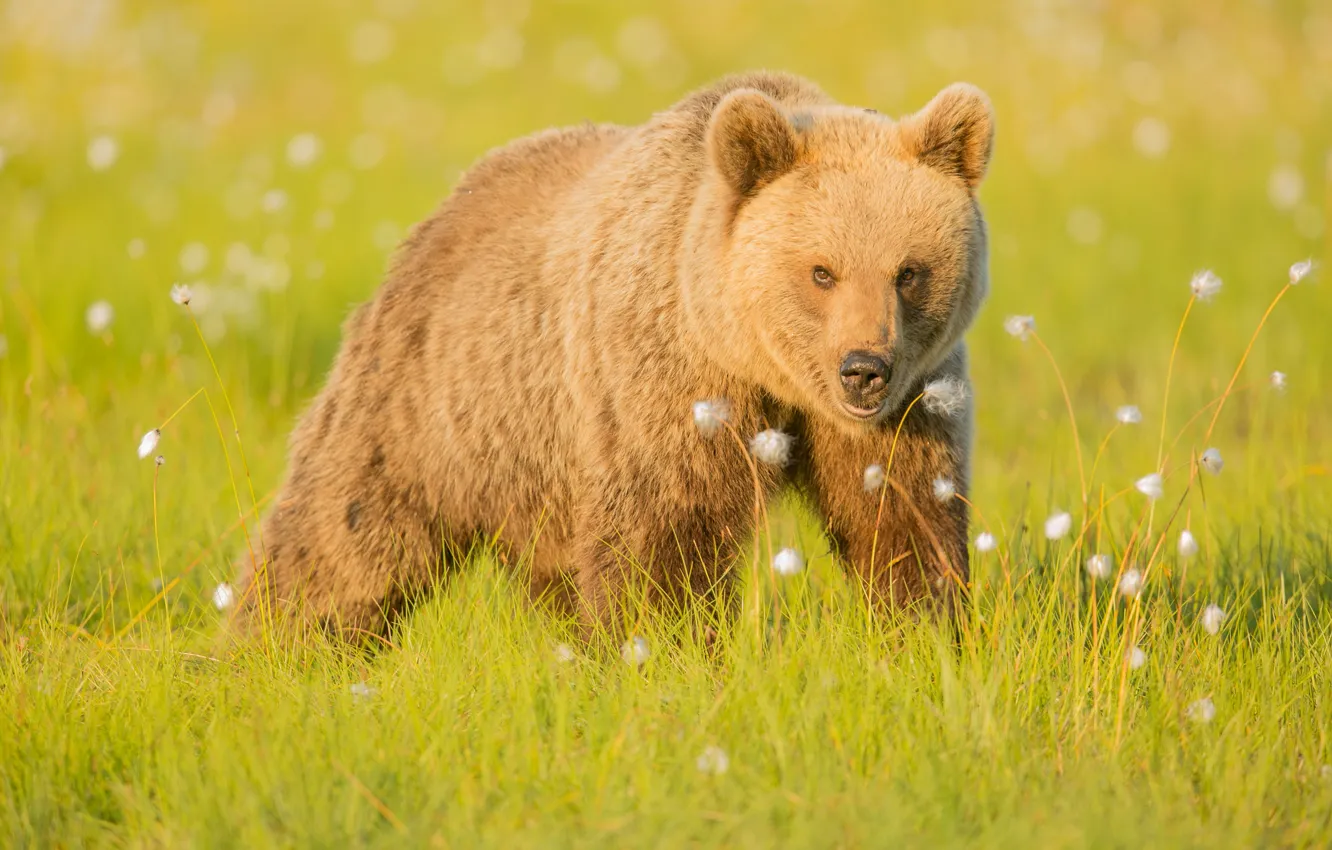 Photo wallpaper grass, nature, bear, brown