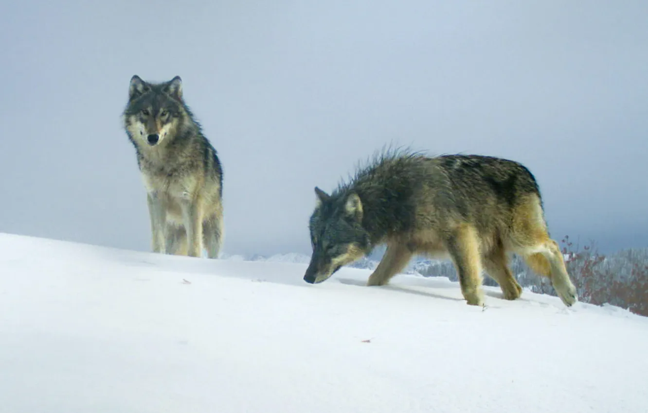 Photo wallpaper nature, Gray Wolf, face, animal, wolf, canis lupus, wildlife, head