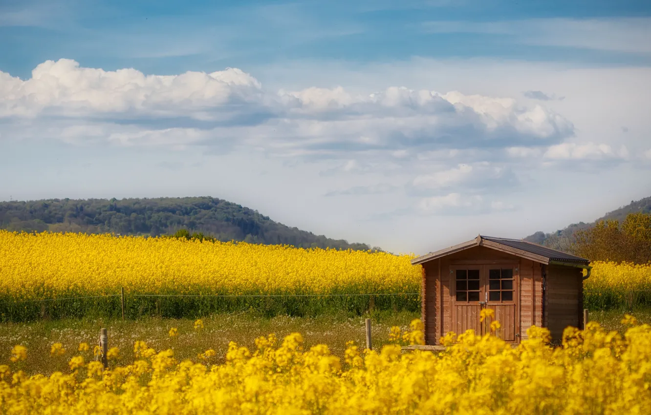 Photo wallpaper field, the sky, clouds, flowers, meadow, house, rape, rapeseed field