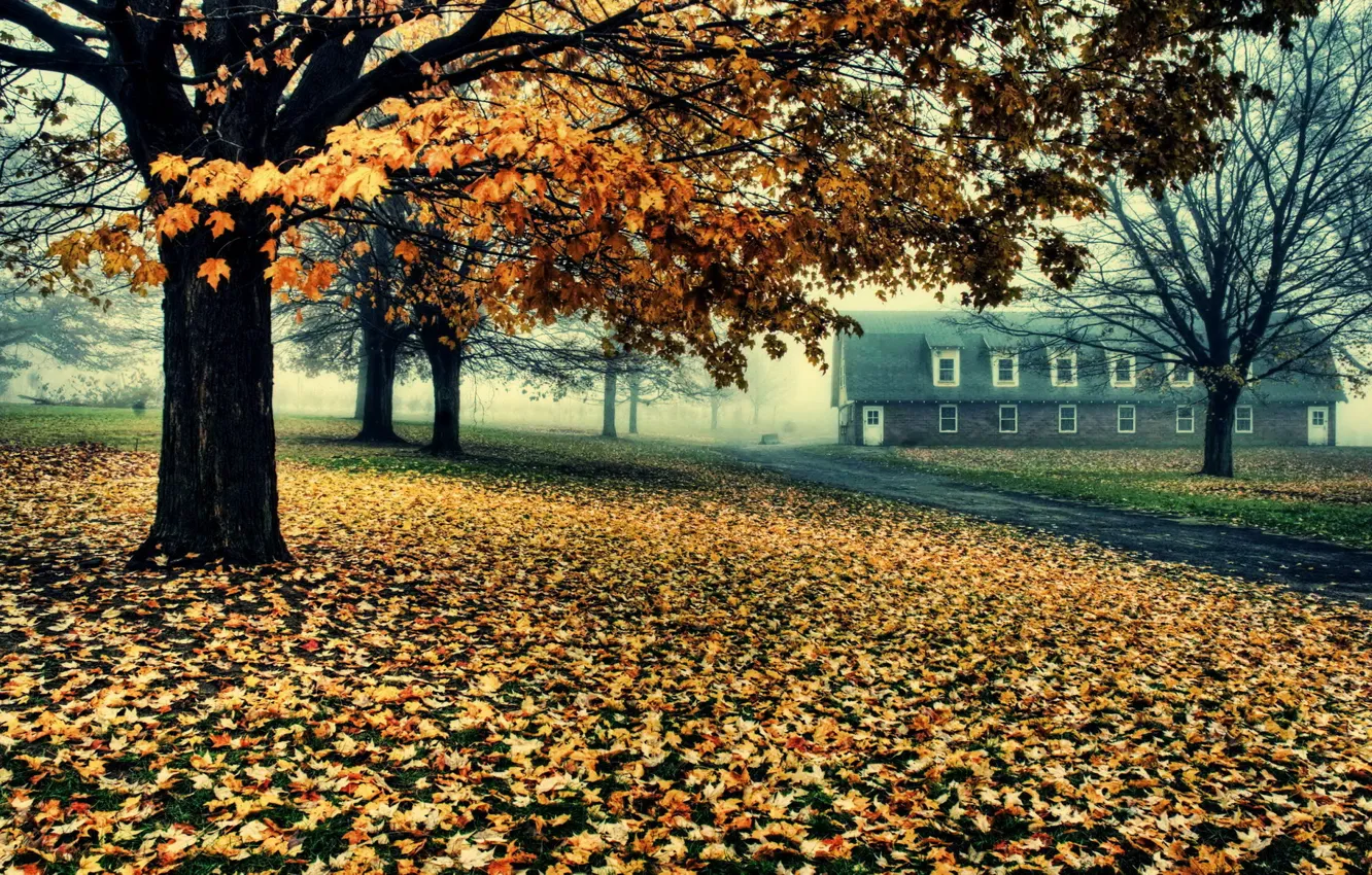 Photo wallpaper road, trees, house, foliage, Autumn