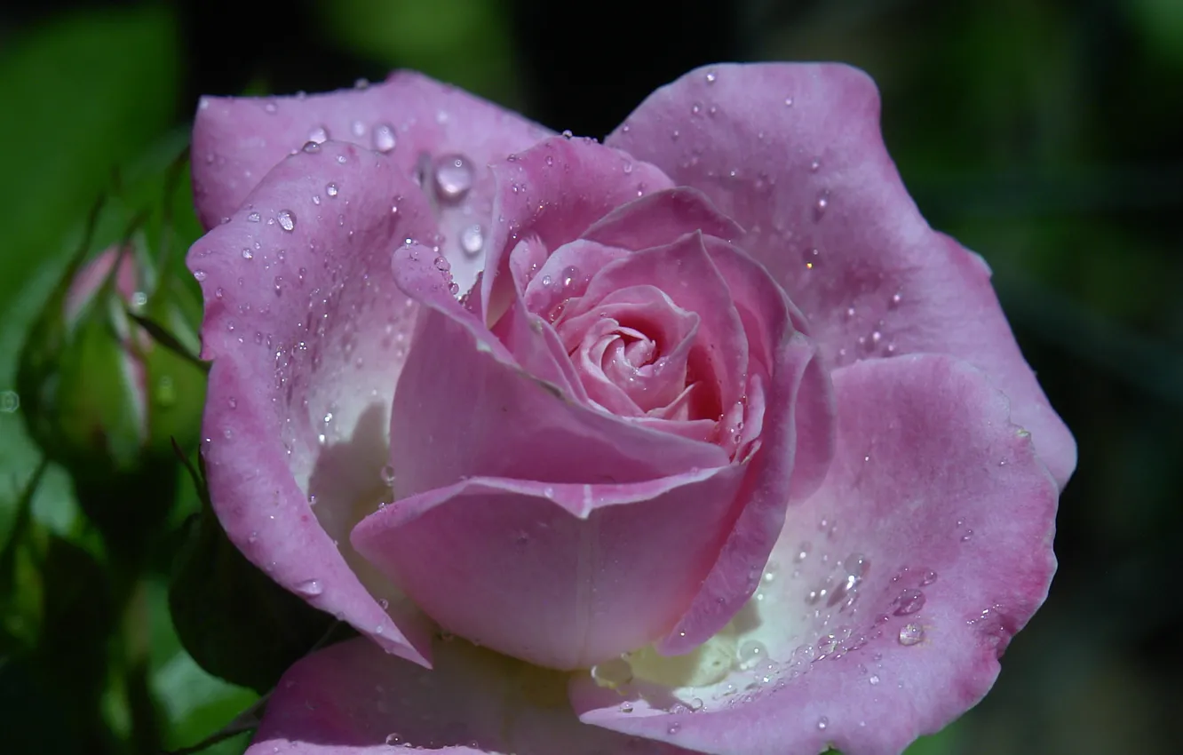 Photo wallpaper drops, macro, roses, petals, buds